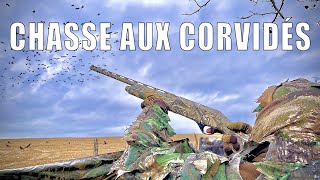 CHASSE AUX CORVIDÉS  La première sortie de lannée   Partie 1 Chasseurs Par Nature [upl. by Vivi]