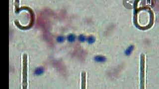 bacteria streptococcus thermophilus [upl. by Ferrand]