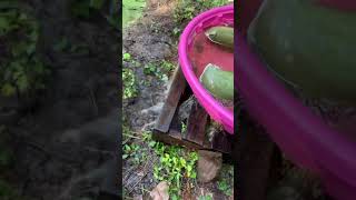 Watermeal  Duckweed Harvesting Part 2  Pond Skimming [upl. by Anirehs]