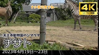 【ナルとの別れ】チサト🦓 シマウマ 天王寺動物園のアフリカサバンナゾーン Zebra 2023041923 [upl. by Christi]