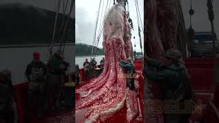 Giant Deep Sea Creature Caught by Fishermen🐙🦑🦀deepseafishing fishingexploration giantseacreature [upl. by Atinej]