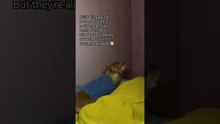 Sydneys lonely howling whilst Im editing woofing videos cutedog lonely longhairedchihuahua [upl. by Redmund]