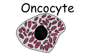 What are Oncocytes What is Oncocytic  Pathology mini tutorials [upl. by Nanek]