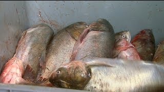 Asian Carp Processing Plant in Kentucky [upl. by Luapnoj]