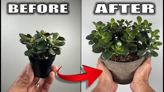 7 Jade Plant Care Tips That You Need to Know  Houseplant Care [upl. by Lemert]