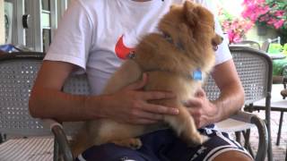 Dog Adoption Documentary [upl. by Fidelas]