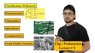 Classification of Bacteria  Prokaryotes [upl. by Ennadroj]