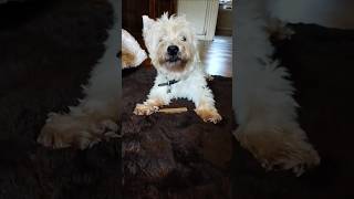 Cute happy dog westie westhighlandwhite westieterrier dog ukshorts doglovers whitedog [upl. by Calvin732]