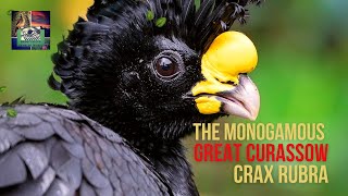 Birdingtropics TV The MONOGAMOUS Great curassow [upl. by Renba]