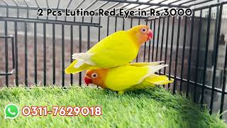 Lutino Personta Pair Red Eye Lovebirds Available  Rs 3000 for both Red Eye Lutino Personata [upl. by Tihor]