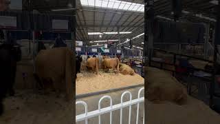 Highland Cattle  Melbourne Royal Show 2024 melbourne australia shorts [upl. by Llehsor31]