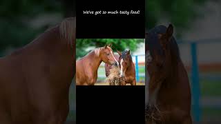 Stop horse abuse horse equestrian abuse [upl. by Hugues]