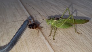 Kobylka zelená žere švába přímo z ruky  Tettigonia viridissima the great green bushcricket  feed [upl. by Eblehs]