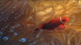 euronews science  Une technologie pour identifier les maladies du corail [upl. by Nadroj]