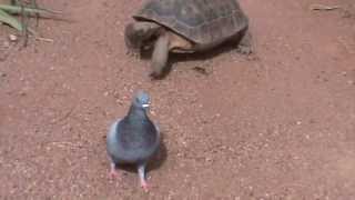 Desert Tortoise in Las Vegas NV [upl. by Nohs]