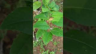 Citrus limon small evergreen flowering plant in the family Rutaceae [upl. by Ruder492]