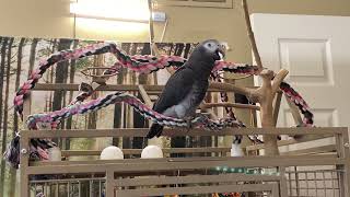 269 SUPER SMART 2 YEAR OLD TIMNEH AFRICAN GREY PARROT TALKING BEST TALKING PARROT [upl. by Connell]