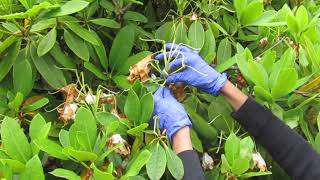 How to Prune Rhododendrons [upl. by Donnie664]