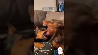 Dogs fighting with dogs🤣🤣🤣🤣🤣 fyp funny funnyvideos fouyou [upl. by Lirrehs378]