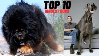 Top 10 Biggest Dogs Breeds In The World [upl. by Galan]