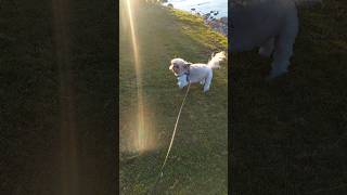 Cold Sunny day to walk with my Dog shortvideo dog shihtzu [upl. by Venator]