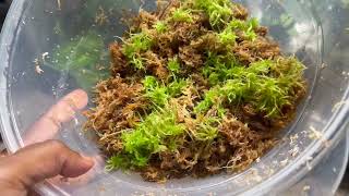 How to grow Sphagnum Moss [upl. by Pitt]