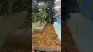 Violet Lacewing Stick Insect  Pet shop australia foryou funny fyp fypシ゚viral insects happy [upl. by Hsekar617]