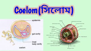 Body cavity  Coelom types of coelom  evolution of coelom Animal Kingdom সিলোম কি [upl. by Maurer]