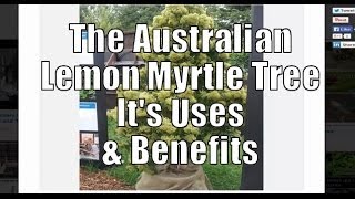 The Australian Lemon Myrtle Tree its Uses and Benefits [upl. by Aronaele]