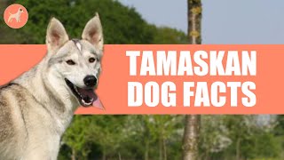 Tamaskan Dog Breed 10 Amazing Facts You Must Know [upl. by Wendi796]