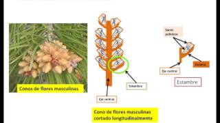 La flor de las gimnospermas 1º ESO [upl. by Auos]