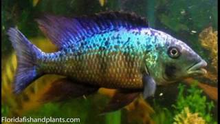 African Cichlids 1 Fish You Must Have Fossorochromis rostratus The Malawi Sand Diver [upl. by Kluge993]