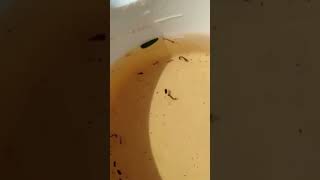 Up Close and Personal with Mosquito Larvae [upl. by Corso201]