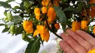 Ghost chili pepper Yellow  Naga Bhut Jolokia  Part 5 [upl. by Bray]