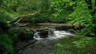 THE SOUND OF ICE COLD WATER IN LUSH NATURE [upl. by Latsryk]