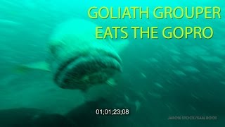 Goliath Grouper Eats GoPro and the Troll Pro housing [upl. by Indira]