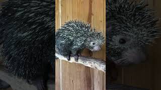 Prehensile Tailed Porcupine talking while enjoying a snack [upl. by Ardnola]