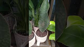 SHOCKING FIND Whale Fin Sansevieria at LOWES💚 plantnwitpete [upl. by Yleoj]