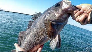 My GOTO Rock Fishing Rig BIG RockFish Jetty Fishing  Oregon Coast Fishing [upl. by Leamhsi]