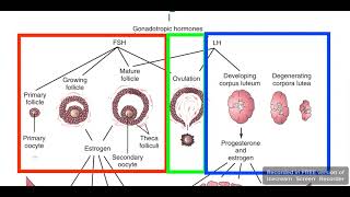 Ovarian cycle [upl. by Audri819]