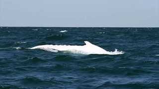 A Very Rare Whale Returns in Australia [upl. by Coulson]