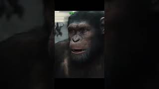 EVOLVED APES Fight for Their RIGHTS riseoftheplanetoftheapes movierecaps movieclips movie film [upl. by Ahseya]