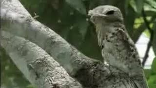 Amazing Potoo Bird Tree Camouflage  David Attenborough  BBC Studios [upl. by Orose816]