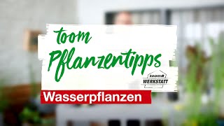 toom Pflanzentipps Wasserpflanzen  toom Baumarkt [upl. by Leuname]