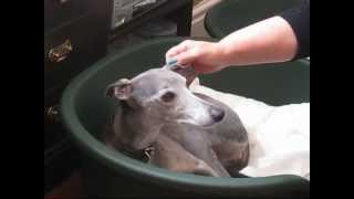 Scruples Whippet Rescue [upl. by Wendelina]