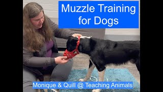 Muzzle Training for Dogs  Teaching Animals [upl. by Kermy627]