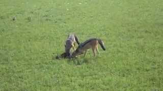 Jackals Hunting a Gazelle Masai Mara Kenya [upl. by Anilyx927]