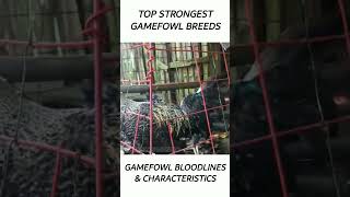 Top Gamefowl of the year 2024 short gamefowl rooster [upl. by Gates]