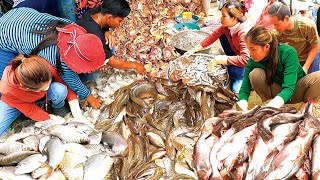 Super Busy Performant Fish Market in Phnom Penh  Local Lifestyle Cambodia [upl. by Ajnek852]