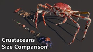 Crustaceans Size Comparison  The largest crab in the world [upl. by Ikoek]